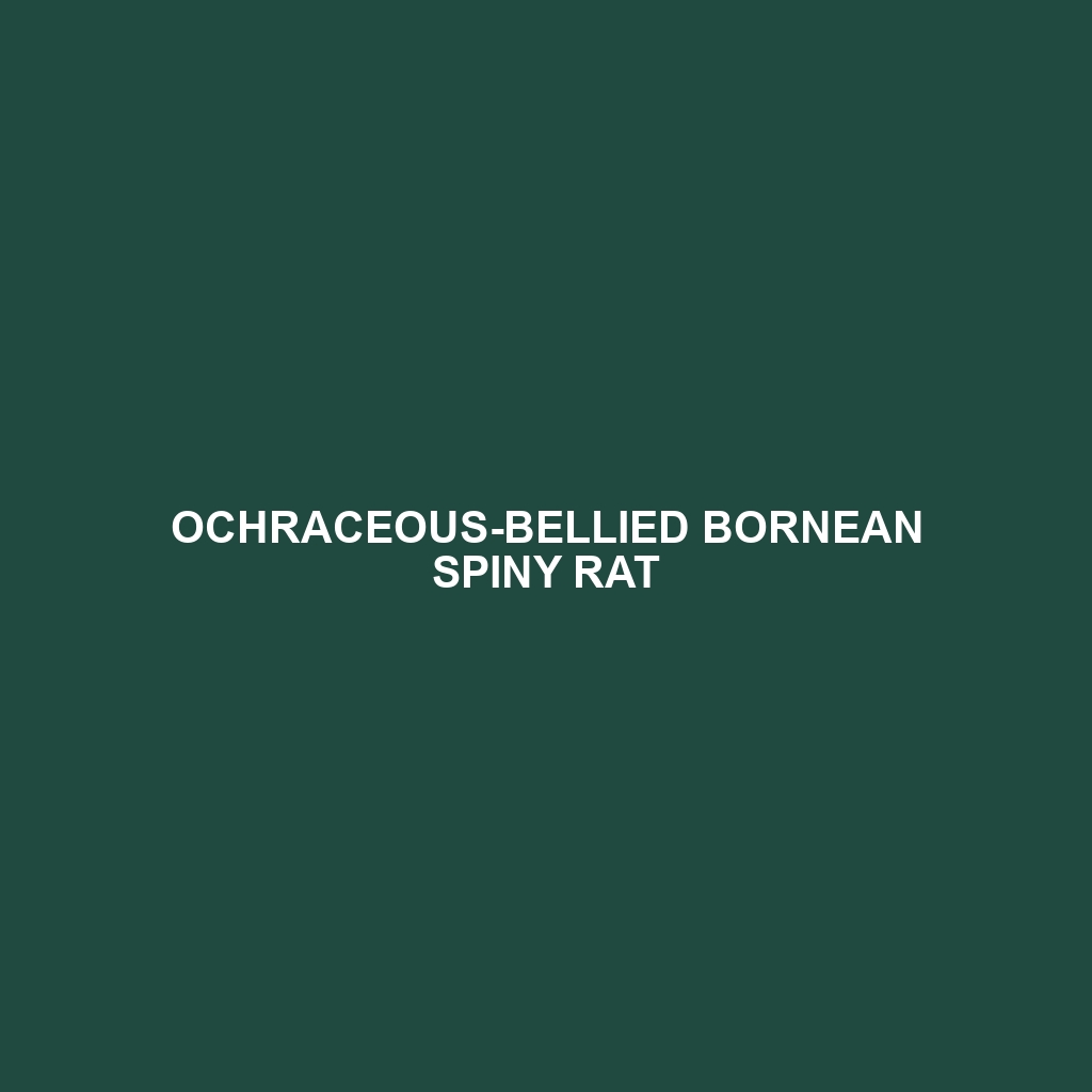 Ochraceous-bellied Bornean Spiny Rat