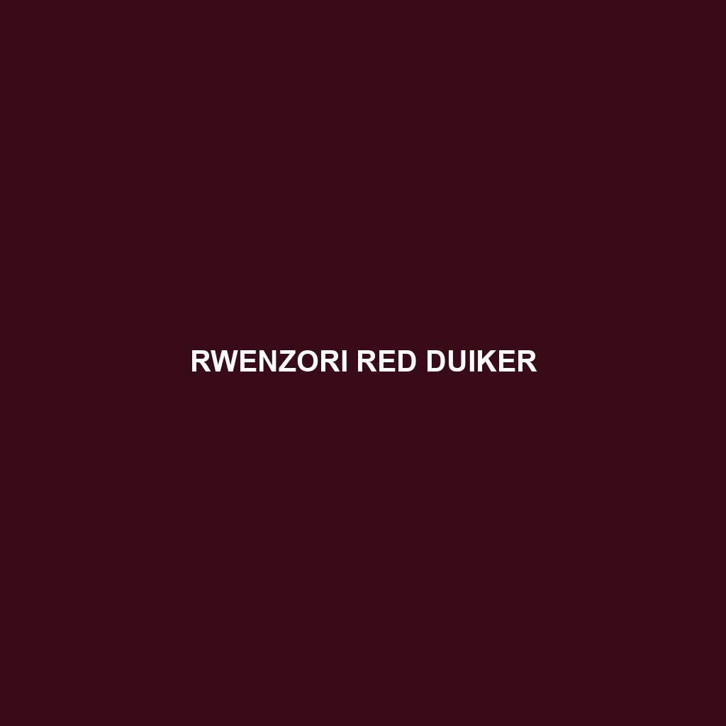 Rwenzori Red Duiker