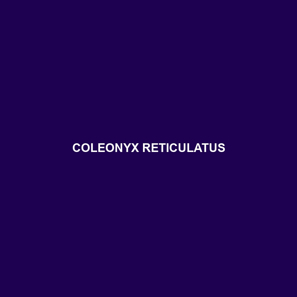 Coleonyx reticulatus