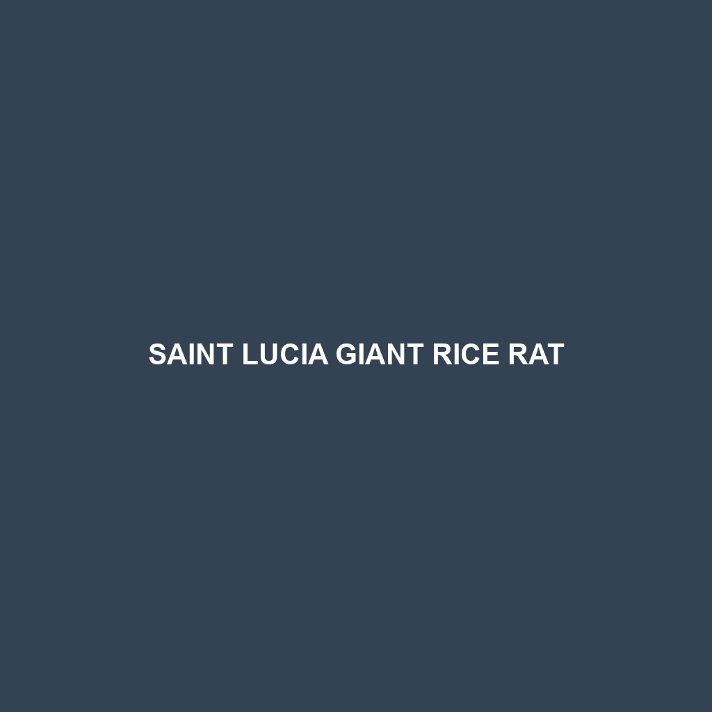 Saint Lucia Giant Rice Rat