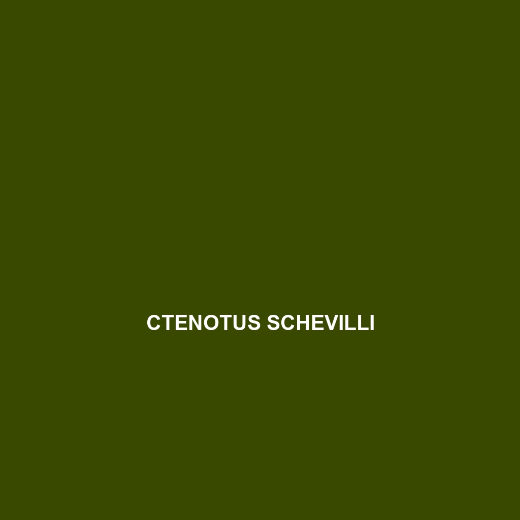 Ctenotus schevilli