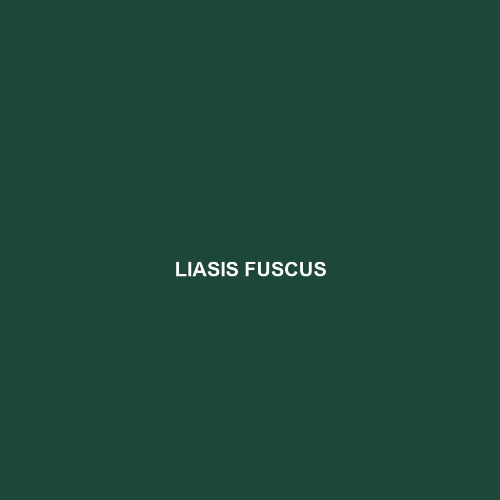 Liasis fuscus