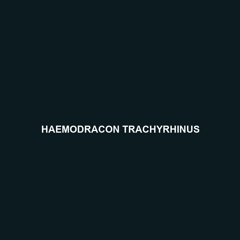 Haemodracon trachyrhinus