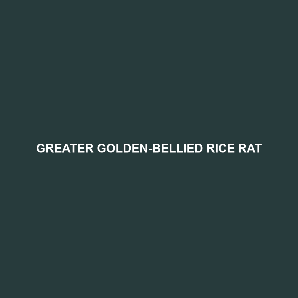 Greater Golden-bellied Rice Rat