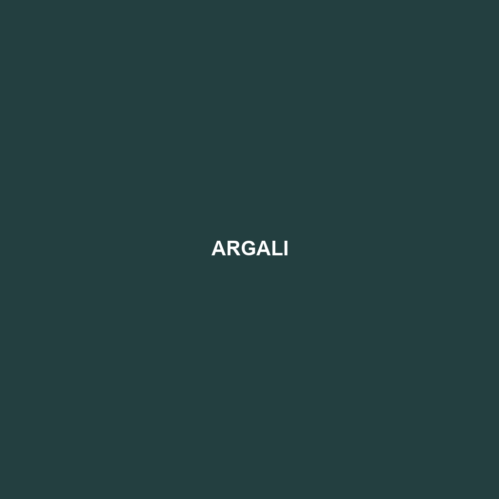 Argali