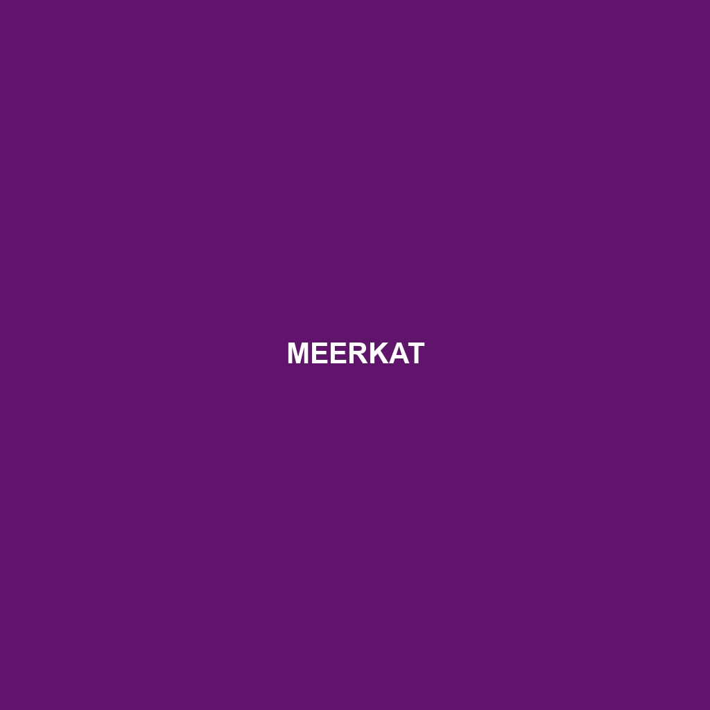 Meerkat