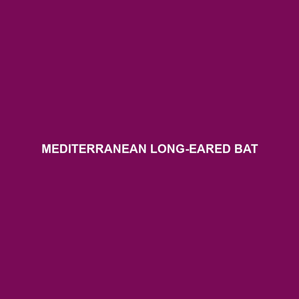 Mediterranean Long-eared Bat