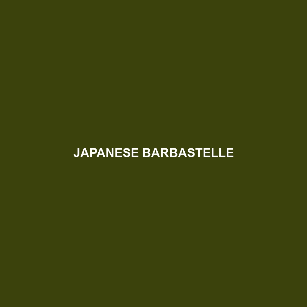 Japanese Barbastelle