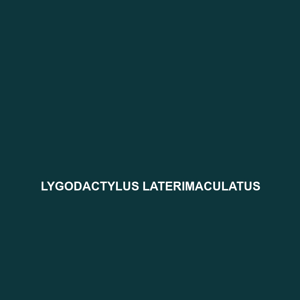 Lygodactylus laterimaculatus