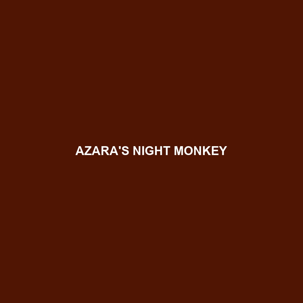 Azara's Night Monkey