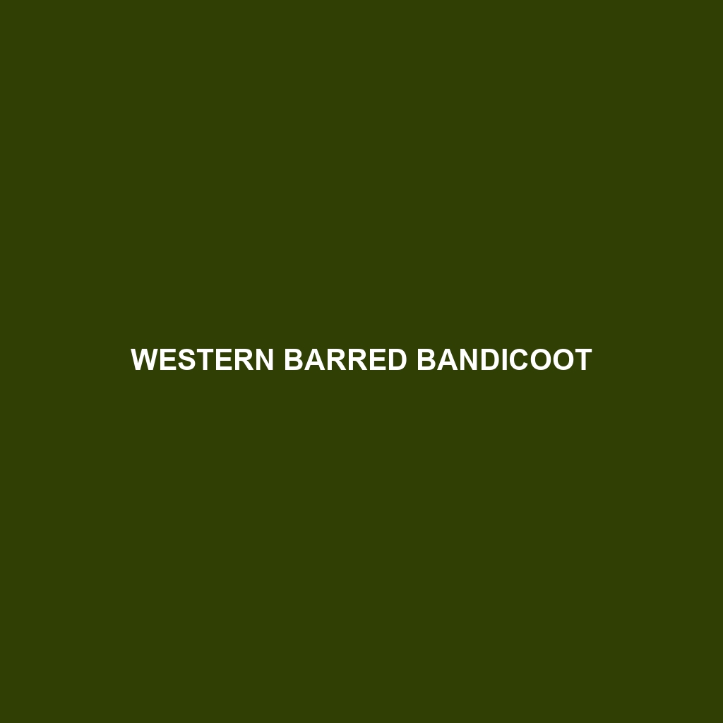 Western Barred Bandicoot