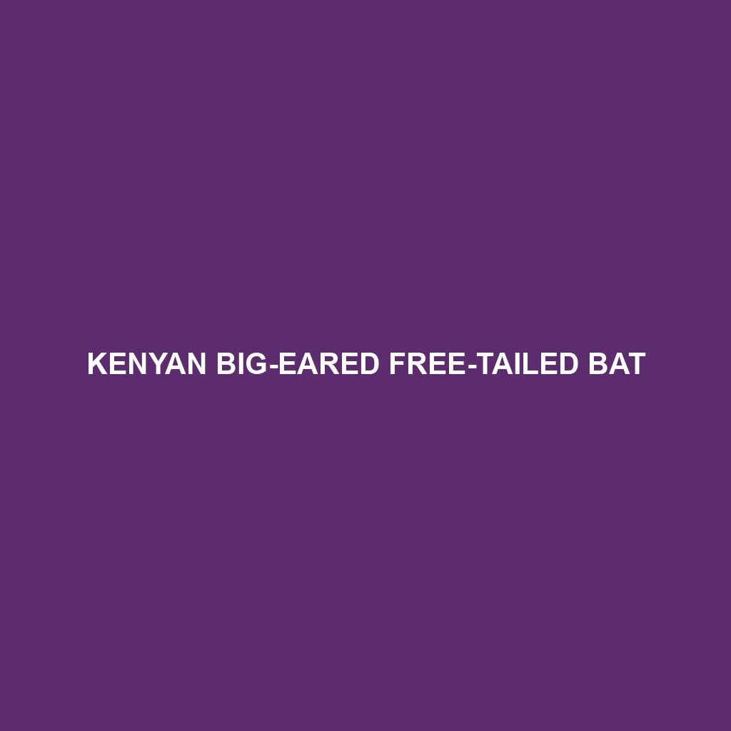 Kenyan Big-eared Free-tailed Bat