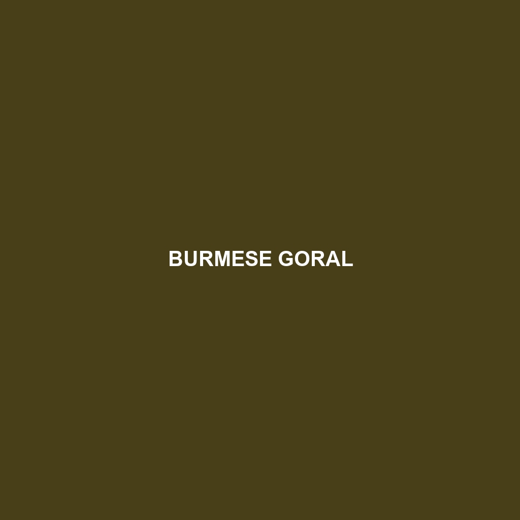 Burmese Goral