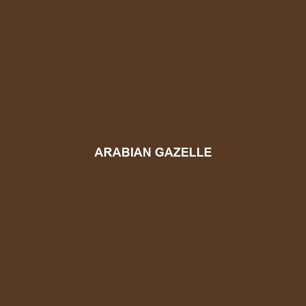 Arabian Gazelle