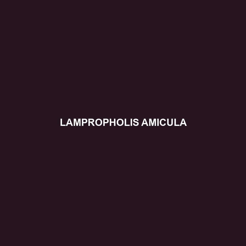 Lampropholis amicula