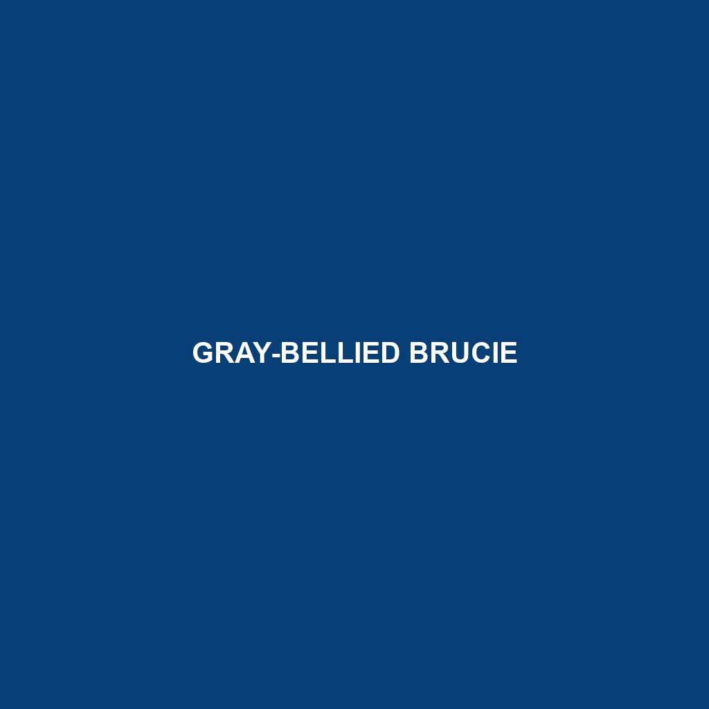 Gray-bellied Brucie