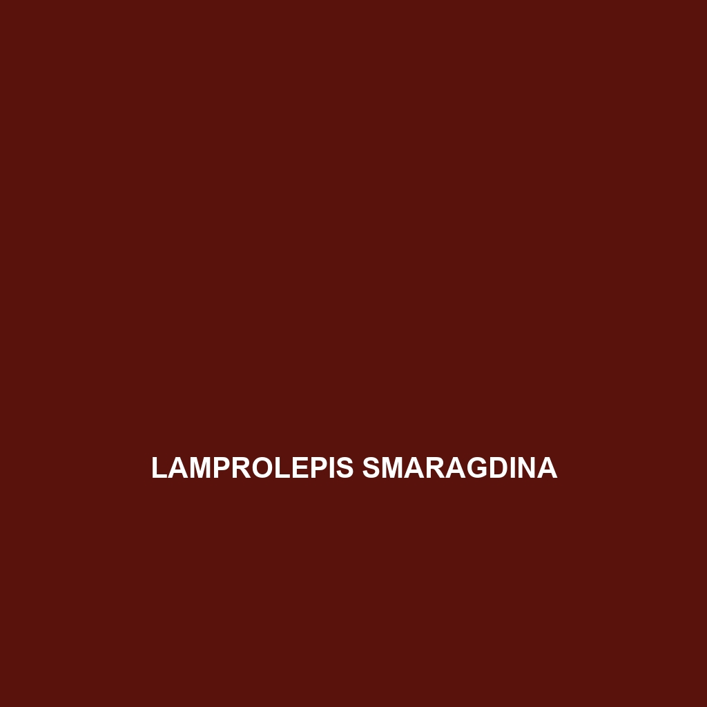 Lamprolepis smaragdina