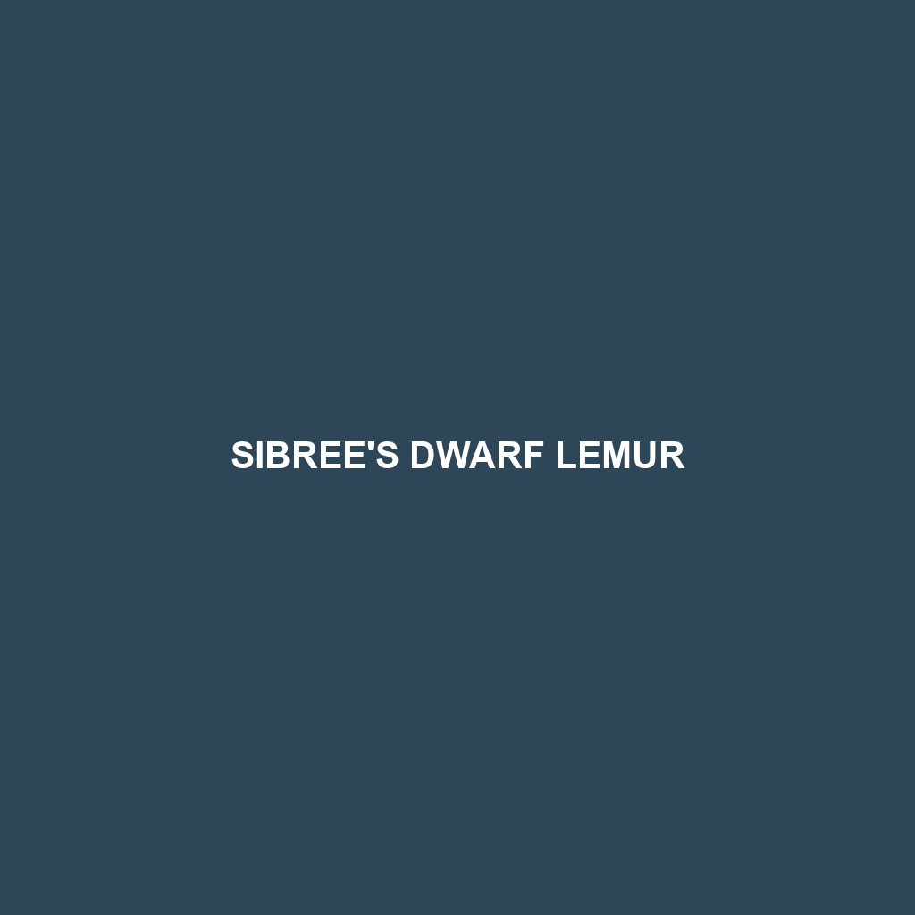 Sibree's Dwarf Lemur