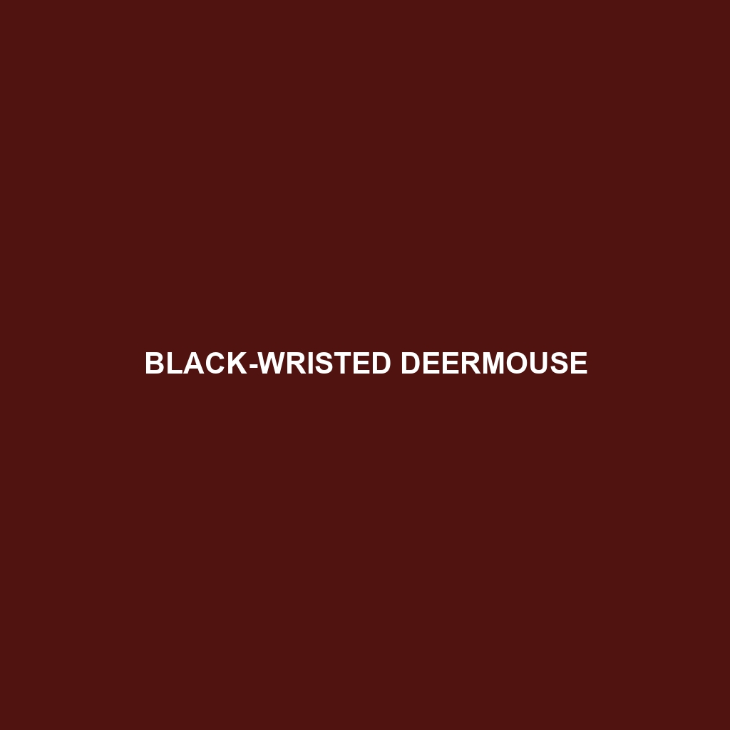 Black-wristed Deermouse