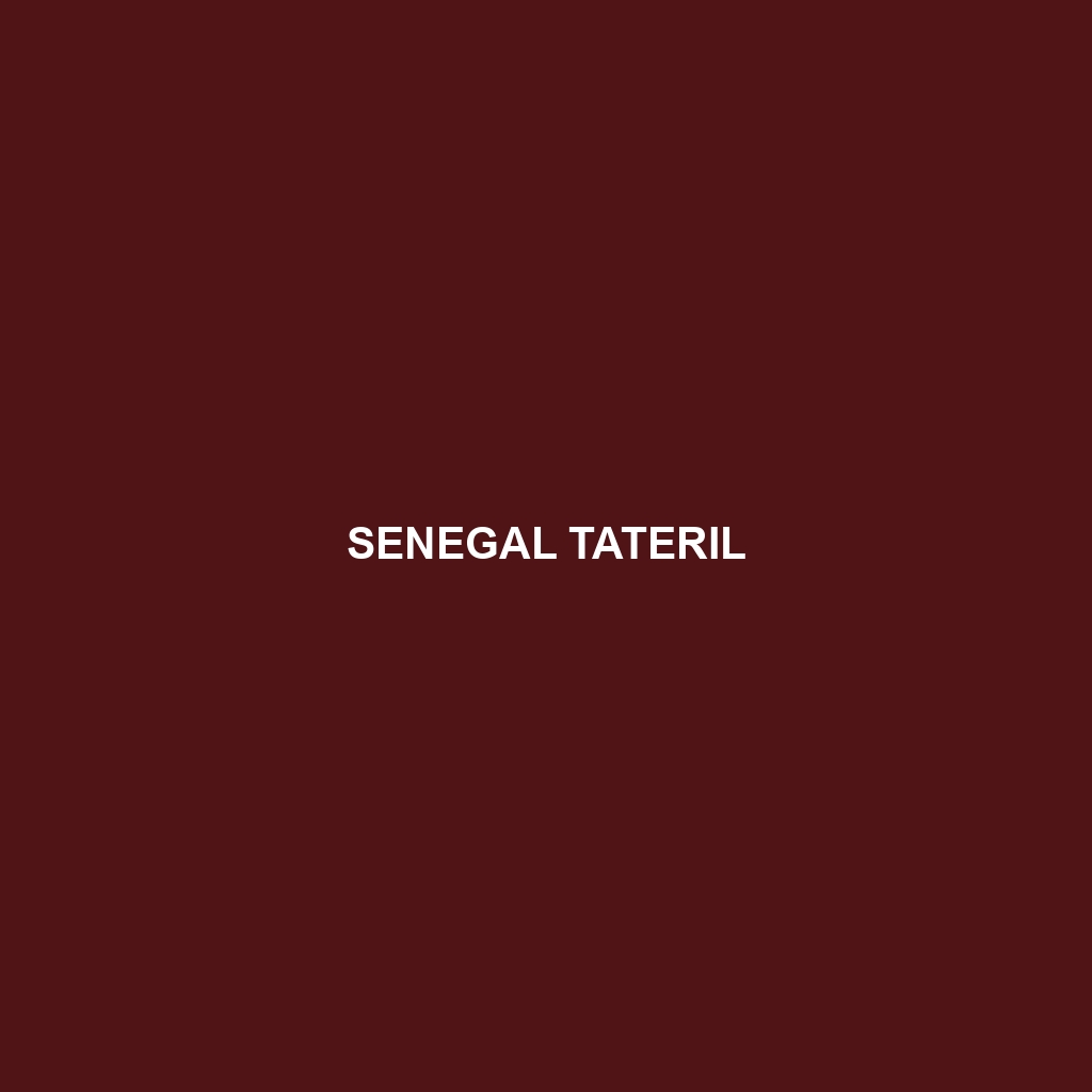 Senegal Tateril