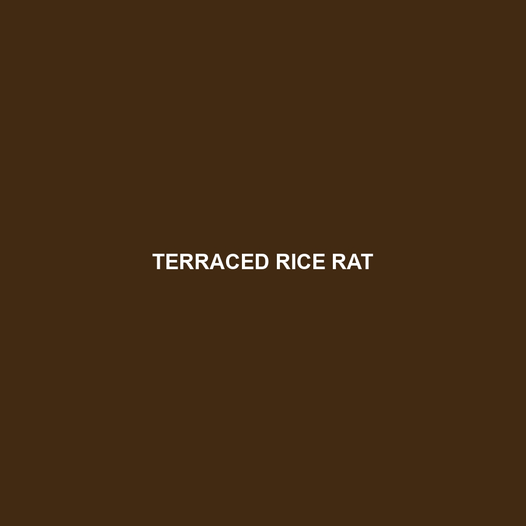 Terraced Rice Rat