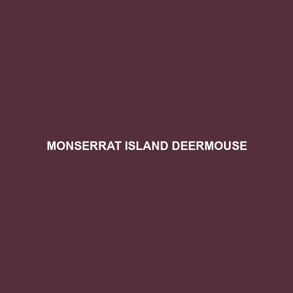 Monserrat Island Deermouse