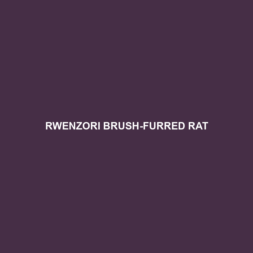 Rwenzori Brush-furred Rat