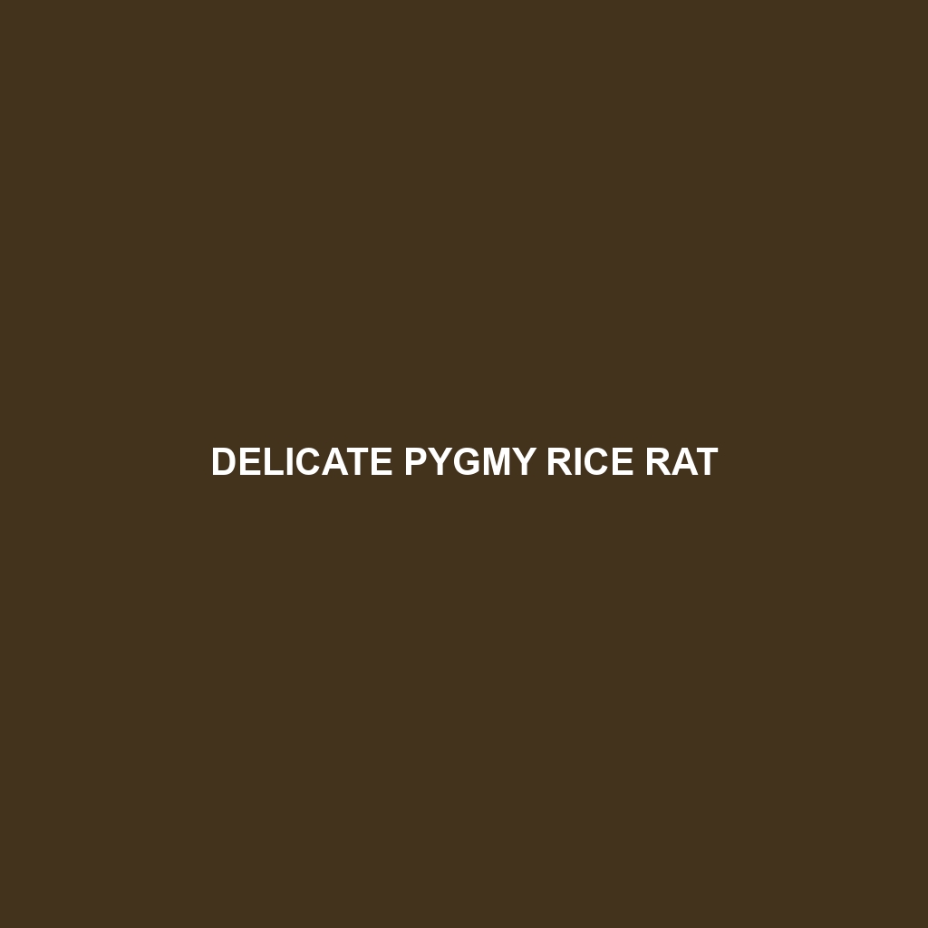 Delicate Pygmy Rice Rat