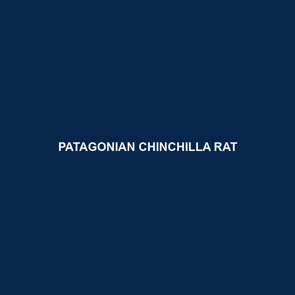 Patagonian Chinchilla Rat