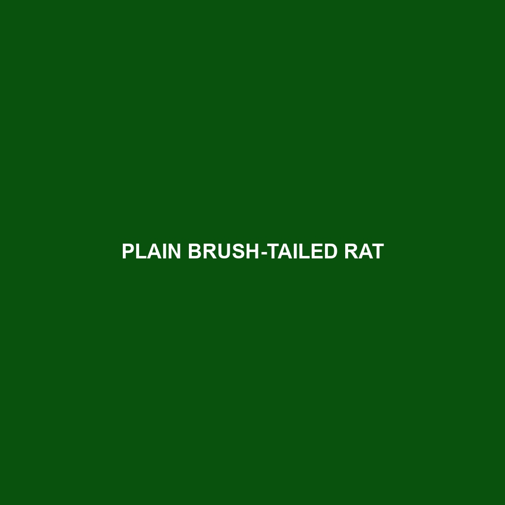 Plain Brush-tailed Rat