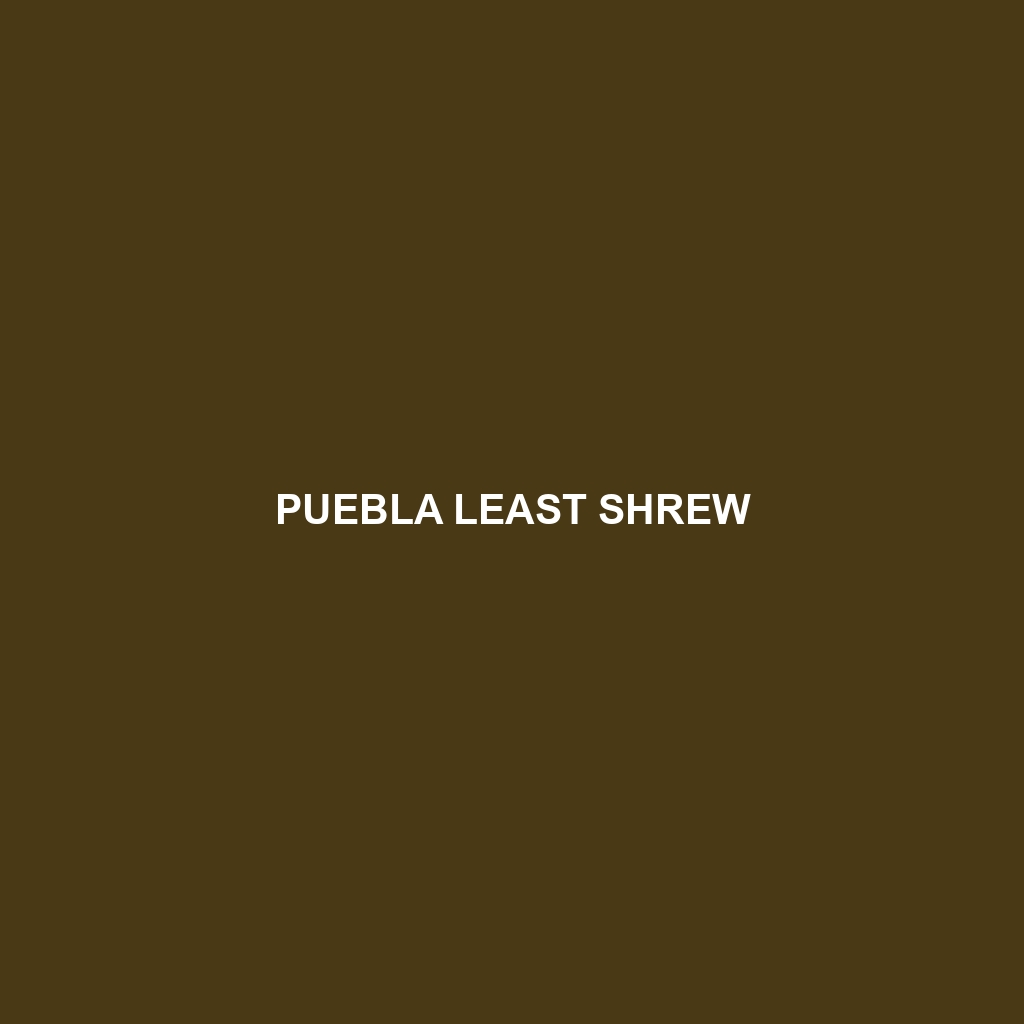 Puebla Least Shrew