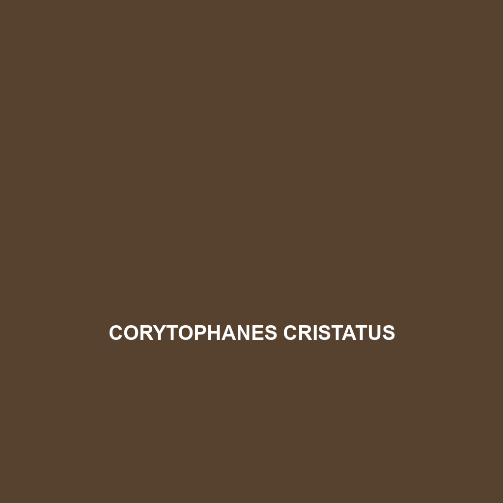 Corytophanes cristatus