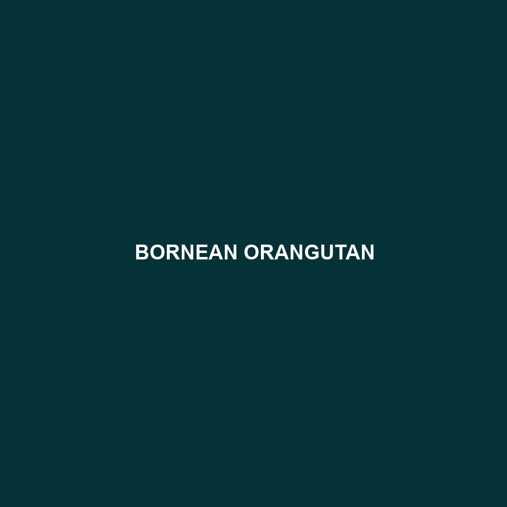 Bornean Orangutan