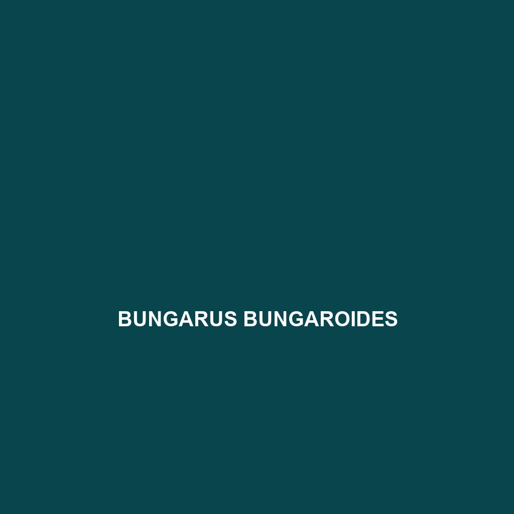 Bungarus andamanensis