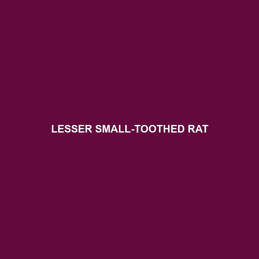 Lesser Small-toothed Rat