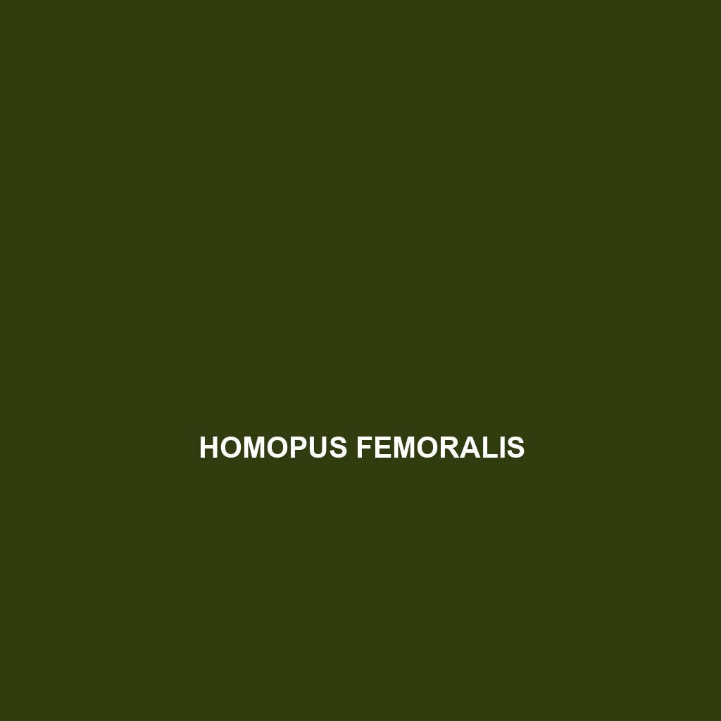 Homopus femoralis