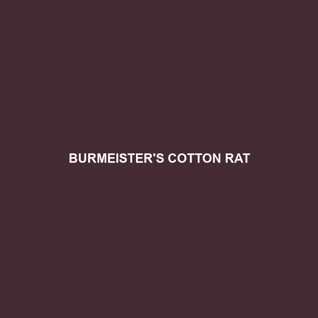 Burmeister's Cotton Rat