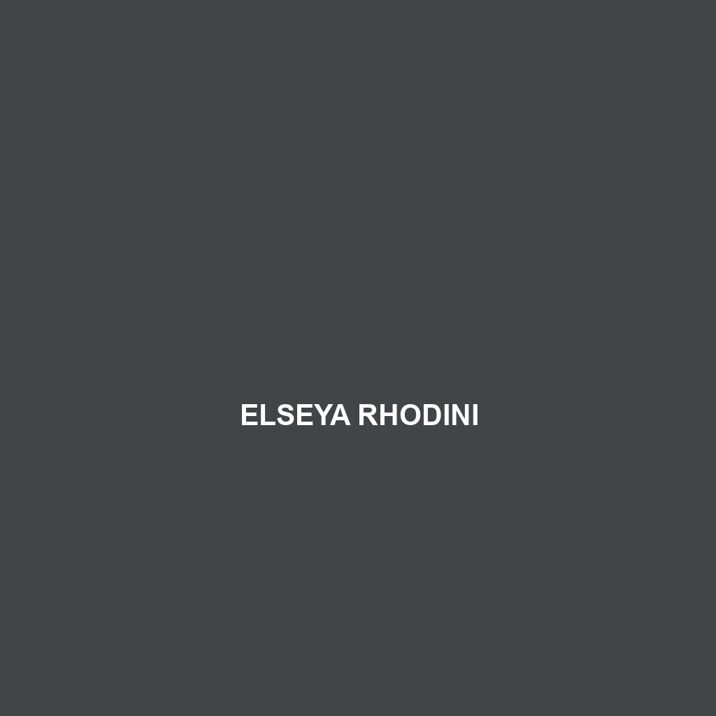 Elseya rhodini