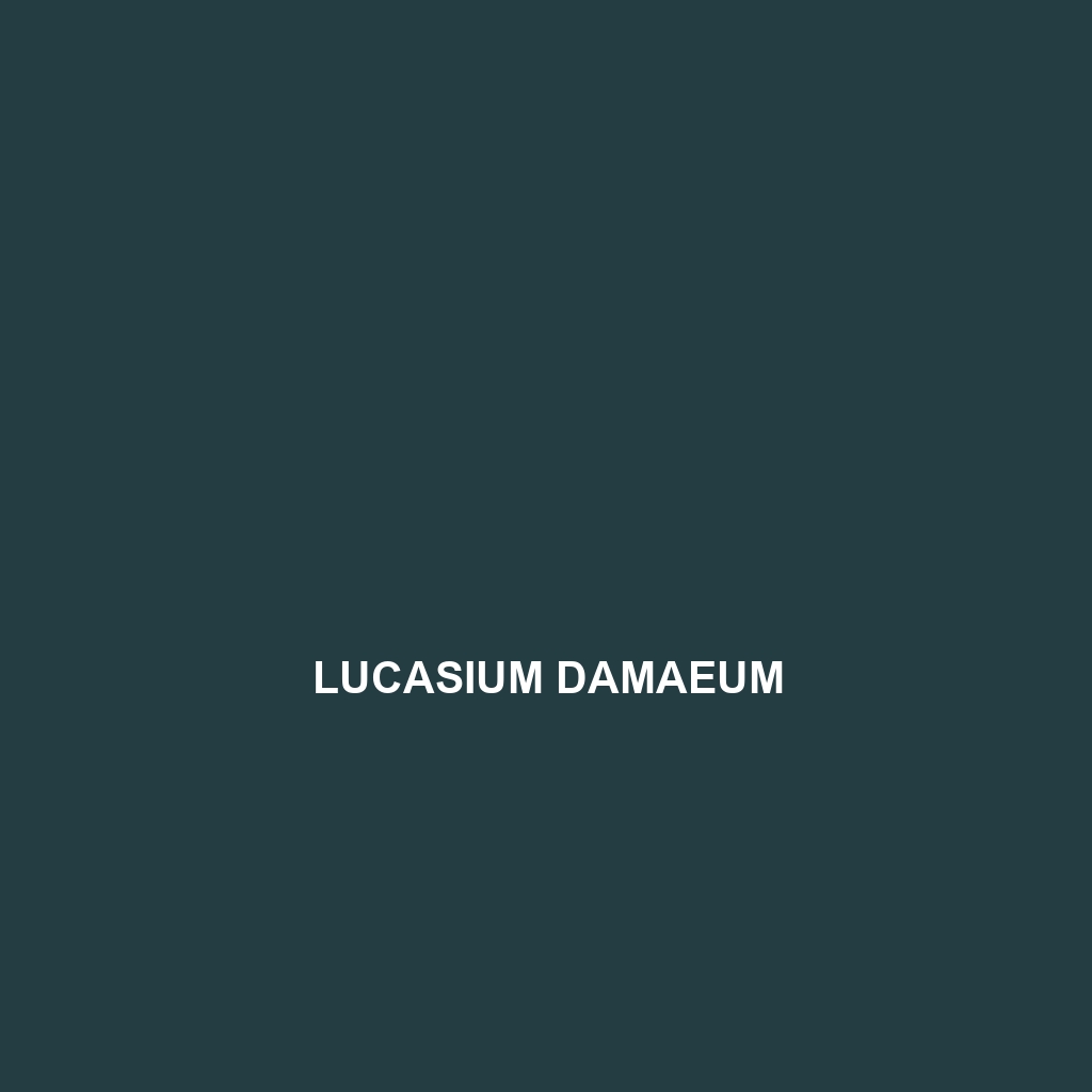 Lucasium damaeum