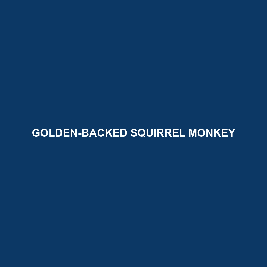 Golden-backed Squirrel Monkey