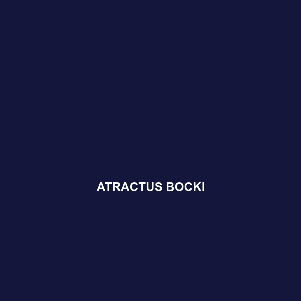 Atractus bocki