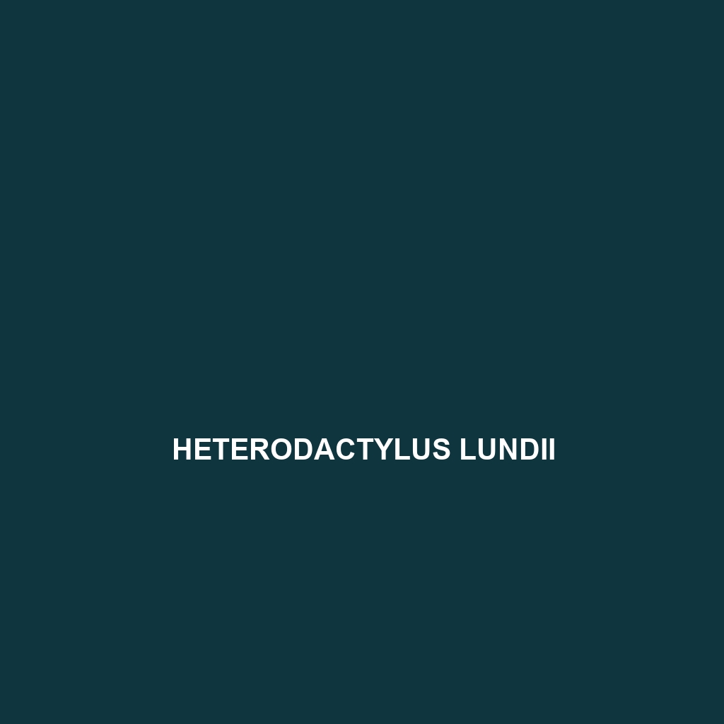 Heterodactylus lundii