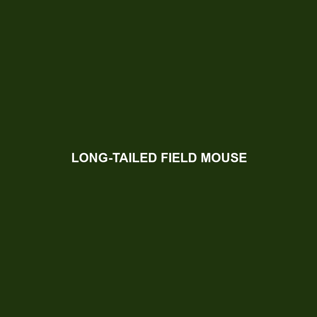 Long-tailed Field Mouse