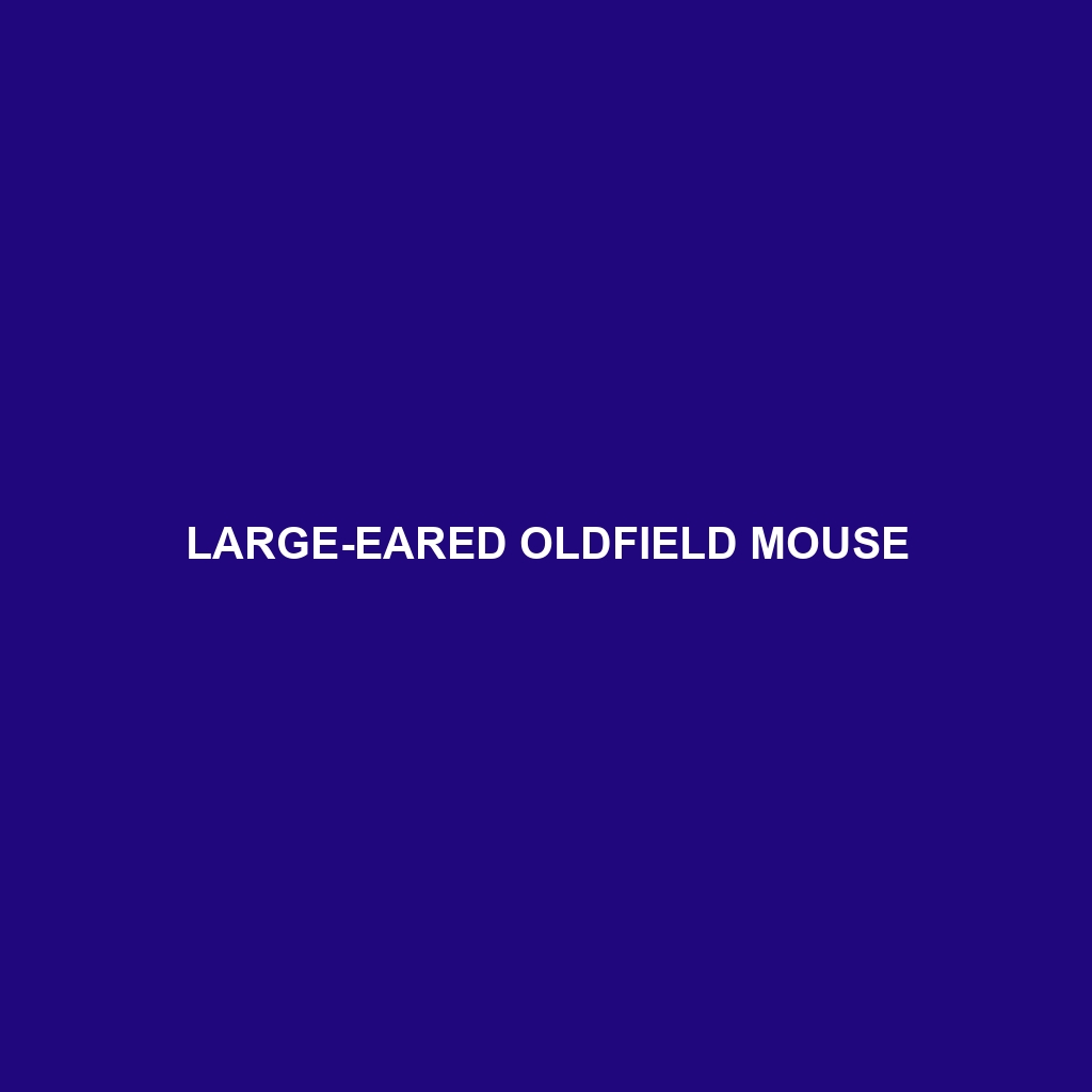 Large-eared Oldfield Mouse