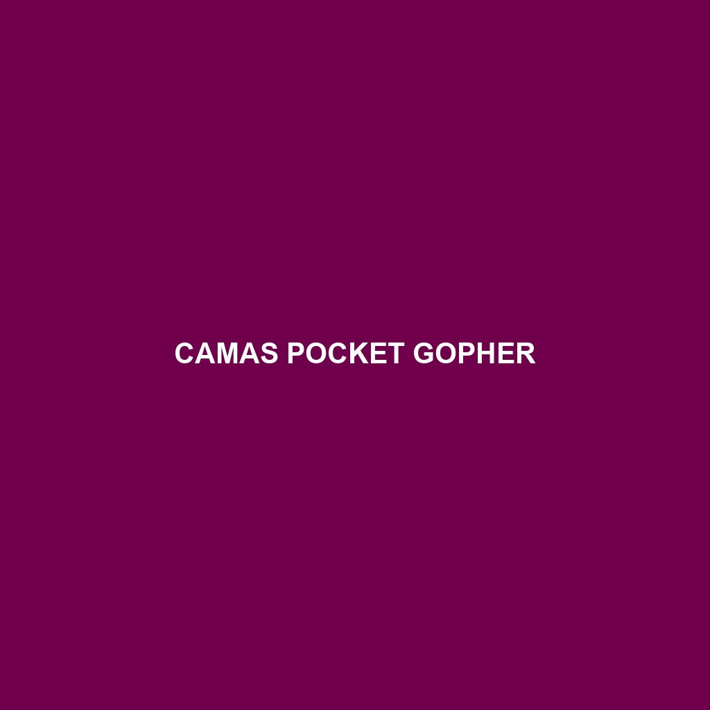 Camas Pocket Gopher