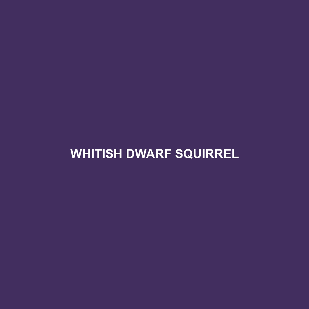 Whitish Dwarf Squirrel