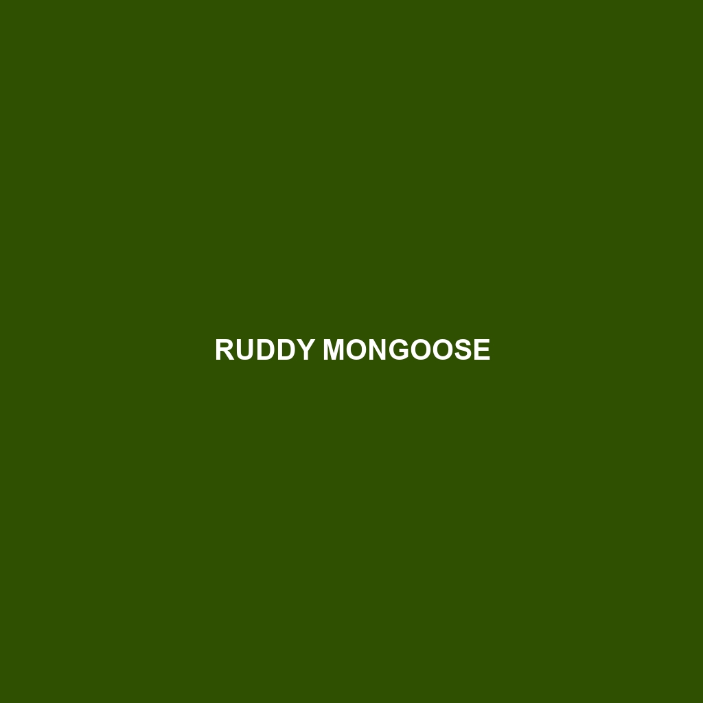 Ruddy Mongoose