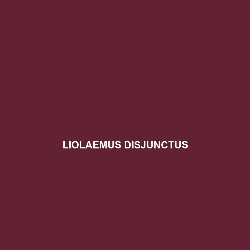 Liolaemus disjunctus