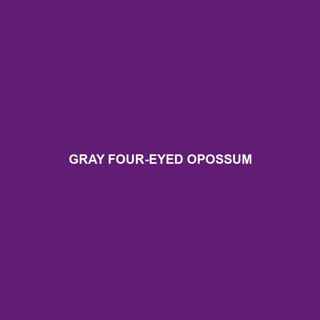 Gray Four-eyed Opossum