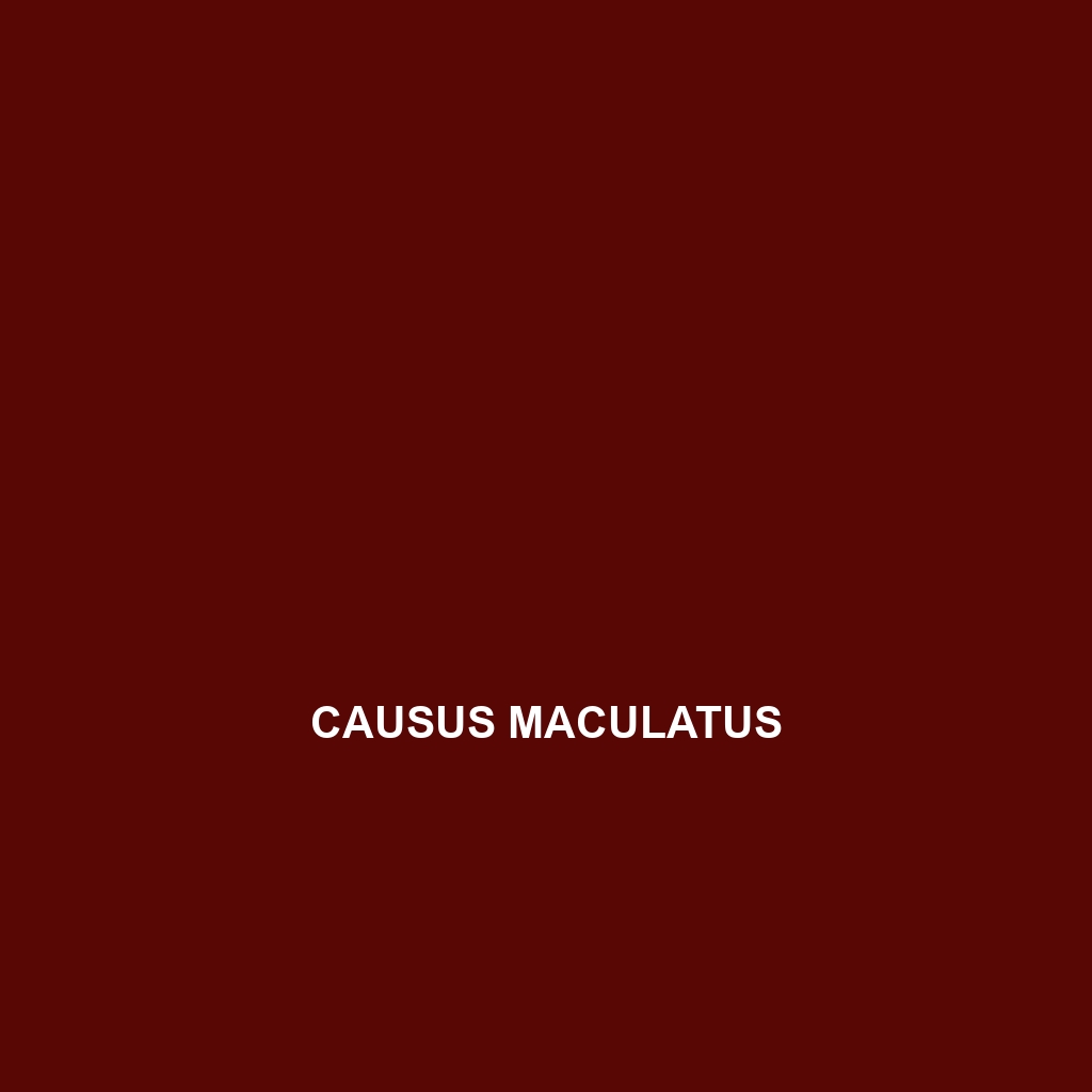 Causus maculatus